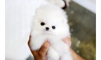 Pomeranian-Puppies_list.jpg