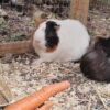 Cochon d&rsquo;inde femelle