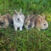 Lapins nains de race